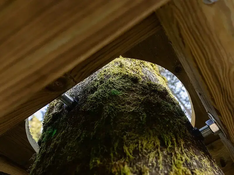 Construire dans les arbres, sans leur nuire
